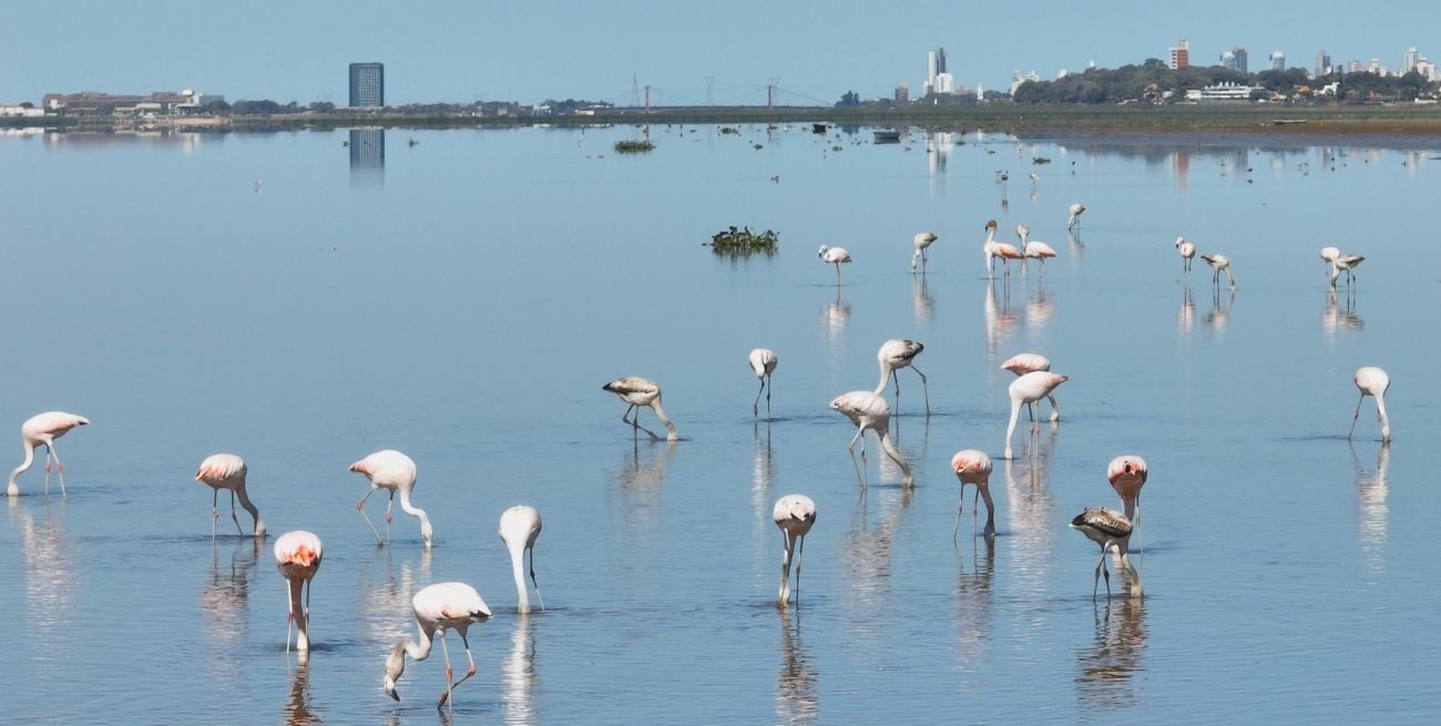 Los flamencos siguen en la Set bal es posible el ecoturismo en