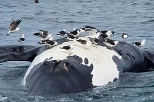 La ballena franca austral es el principal recurso turístico de la provincia de Chubut.