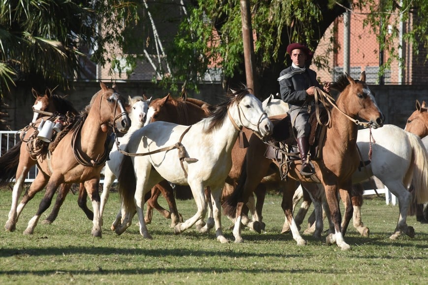 Expo caballos en la Sociedad Rural. El sábado pasado comenzaron las actividades en el marco de los festejos por 120 años de vida de la institución. La mezcla de tropillas fue el broche de oro del evento. Mauricio Garín