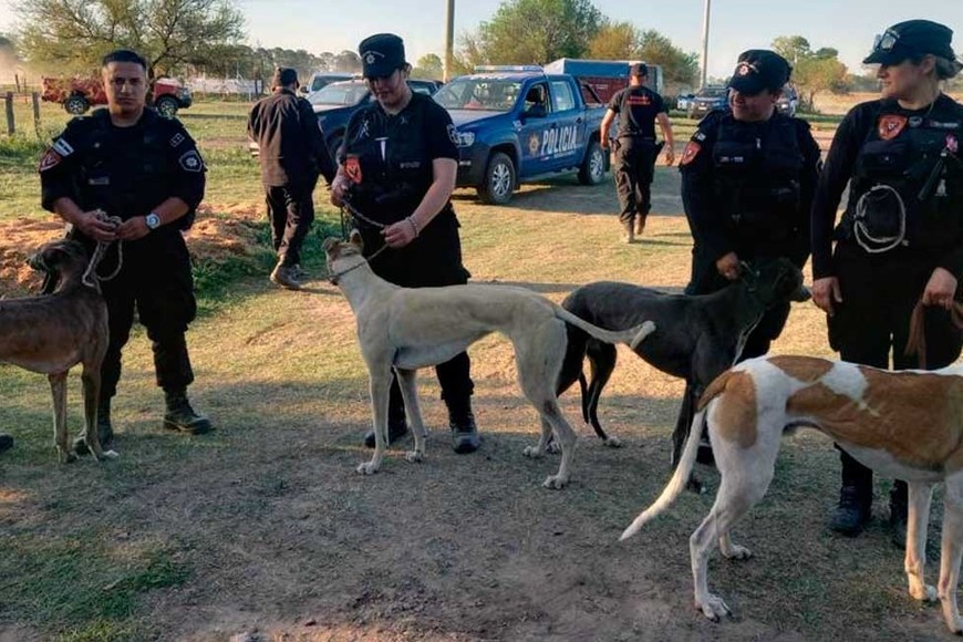 son ilegales las carreras de galgos