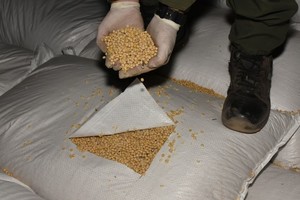 Los productores brasileños, por su parte, exportan la soja traficada desde la Argentina a otros países