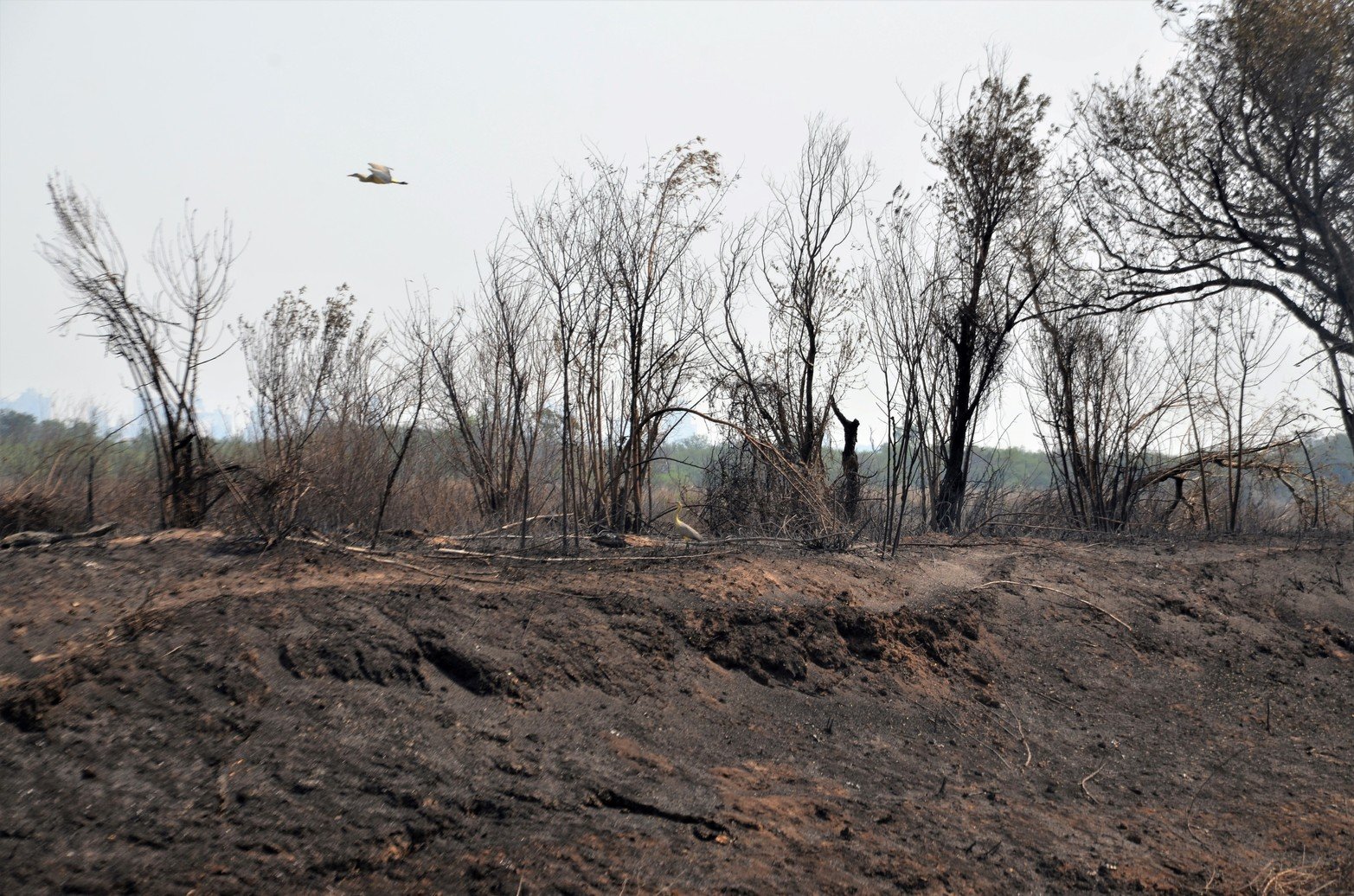 Tierras agrietadas, sin humedad y mucha ceniza, sin la vegetación que caracteriza a los humedales y los pocos árboles que quedaban en pie estaban quemados. Ese fue a primera vista el paisaje que se encontraron los investigadores del Conicet al recorrer Santa Cándida, la isla santafesina, ubicada en cercanías al Túnel Subfluvial.