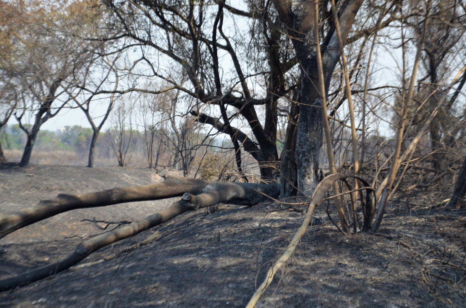 Tierras agrietadas, sin humedad y mucha ceniza, sin la vegetación que caracteriza a los humedales y los pocos árboles que quedaban en pie estaban quemados. Ese fue a primera vista el paisaje que se encontraron los investigadores del Conicet al recorrer Santa Cándida, la isla santafesina, ubicada en cercanías al Túnel Subfluvial.