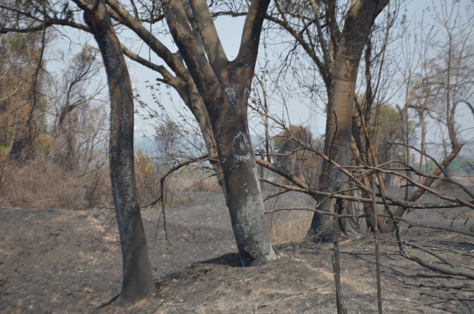 Tierras agrietadas, sin humedad y mucha ceniza, sin la vegetación que caracteriza a los humedales y los pocos árboles que quedaban en pie estaban quemados. Ese fue a primera vista el paisaje que se encontraron los investigadores del Conicet al recorrer Santa Cándida, la isla santafesina, ubicada en cercanías al Túnel Subfluvial.