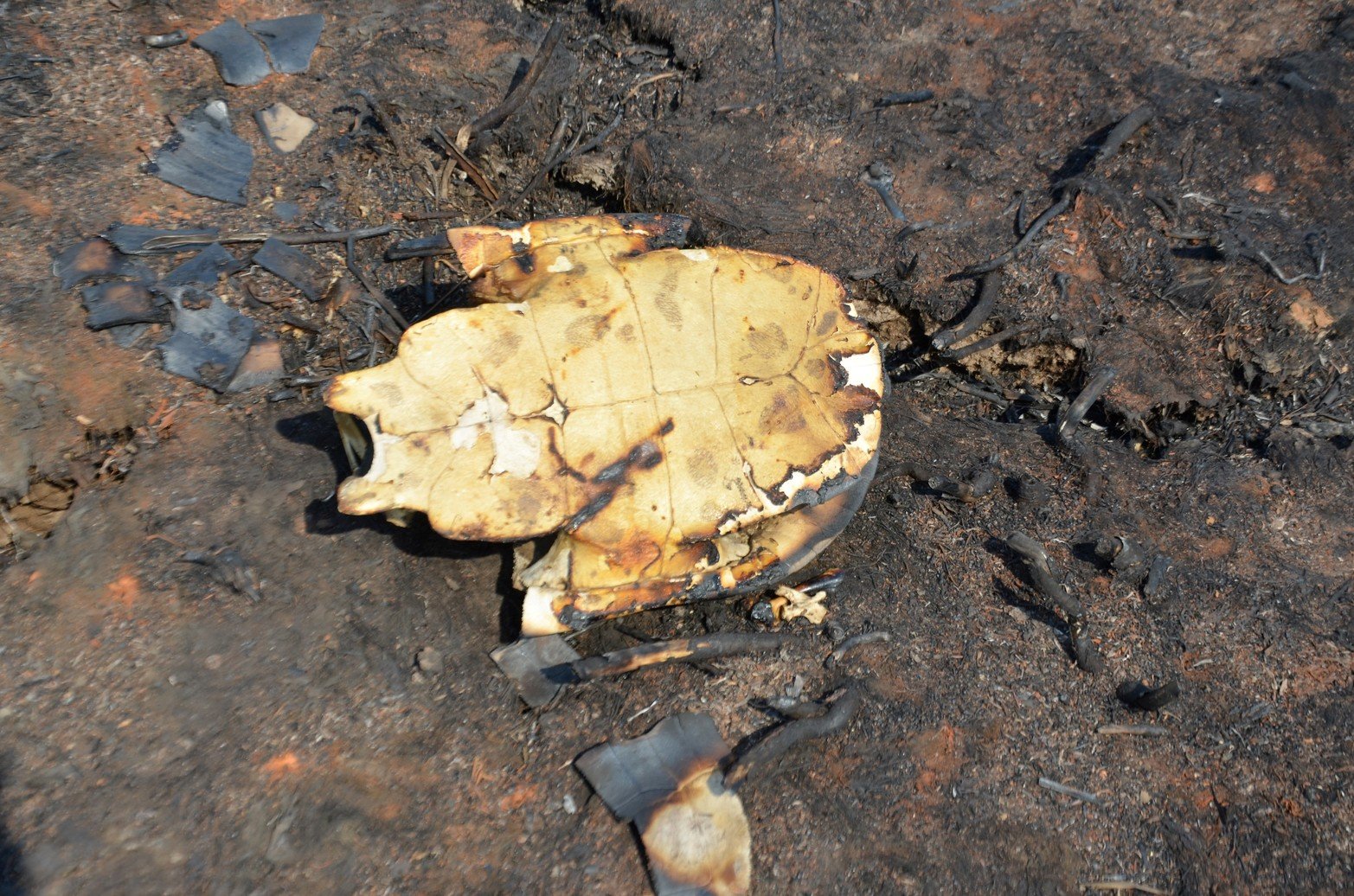 Tierras agrietadas, sin humedad y mucha ceniza, sin la vegetación que caracteriza a los humedales y los pocos árboles que quedaban en pie estaban quemados. Ese fue a primera vista el paisaje que se encontraron los investigadores del Conicet al recorrer Santa Cándida, la isla santafesina, ubicada en cercanías al Túnel Subfluvial.