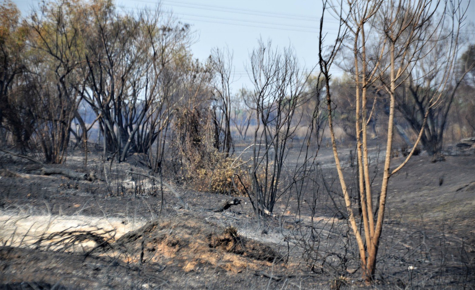 Tierras agrietadas, sin humedad y mucha ceniza, sin la vegetación que caracteriza a los humedales y los pocos árboles que quedaban en pie estaban quemados. Ese fue a primera vista el paisaje que se encontraron los investigadores del Conicet al recorrer Santa Cándida, la isla santafesina, ubicada en cercanías al Túnel Subfluvial.