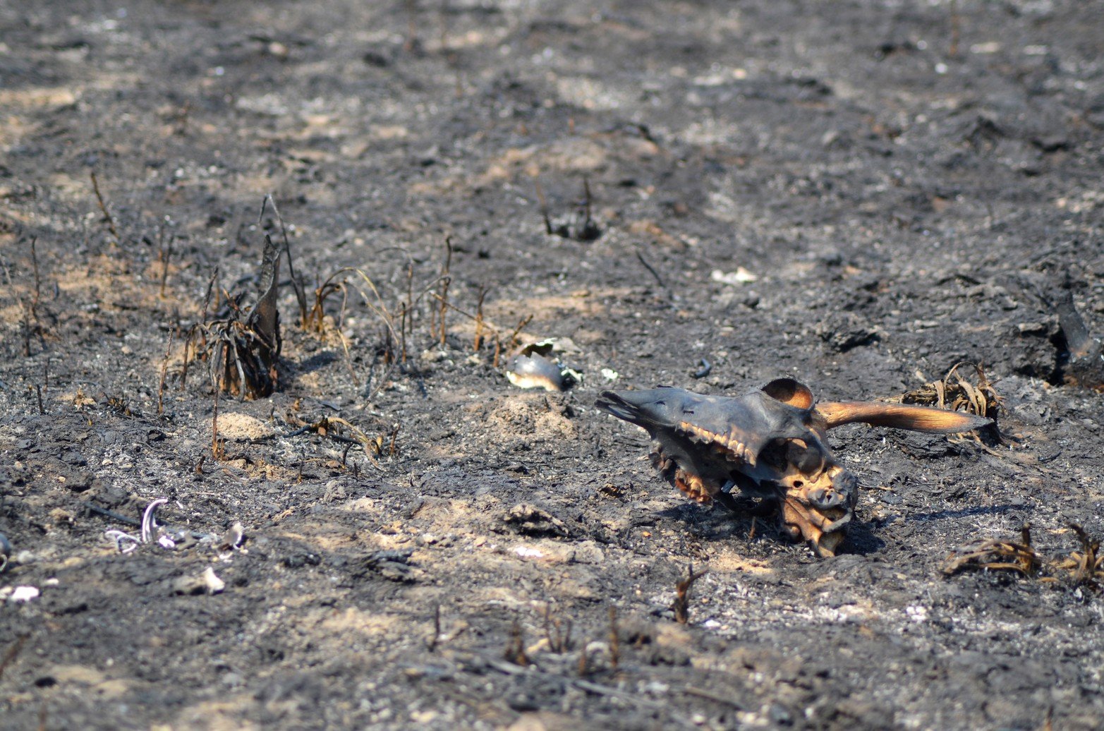 Tierras agrietadas, sin humedad y mucha ceniza, sin la vegetación que caracteriza a los humedales y los pocos árboles que quedaban en pie estaban quemados. Ese fue a primera vista el paisaje que se encontraron los investigadores del Conicet al recorrer Santa Cándida, la isla santafesina, ubicada en cercanías al Túnel Subfluvial.