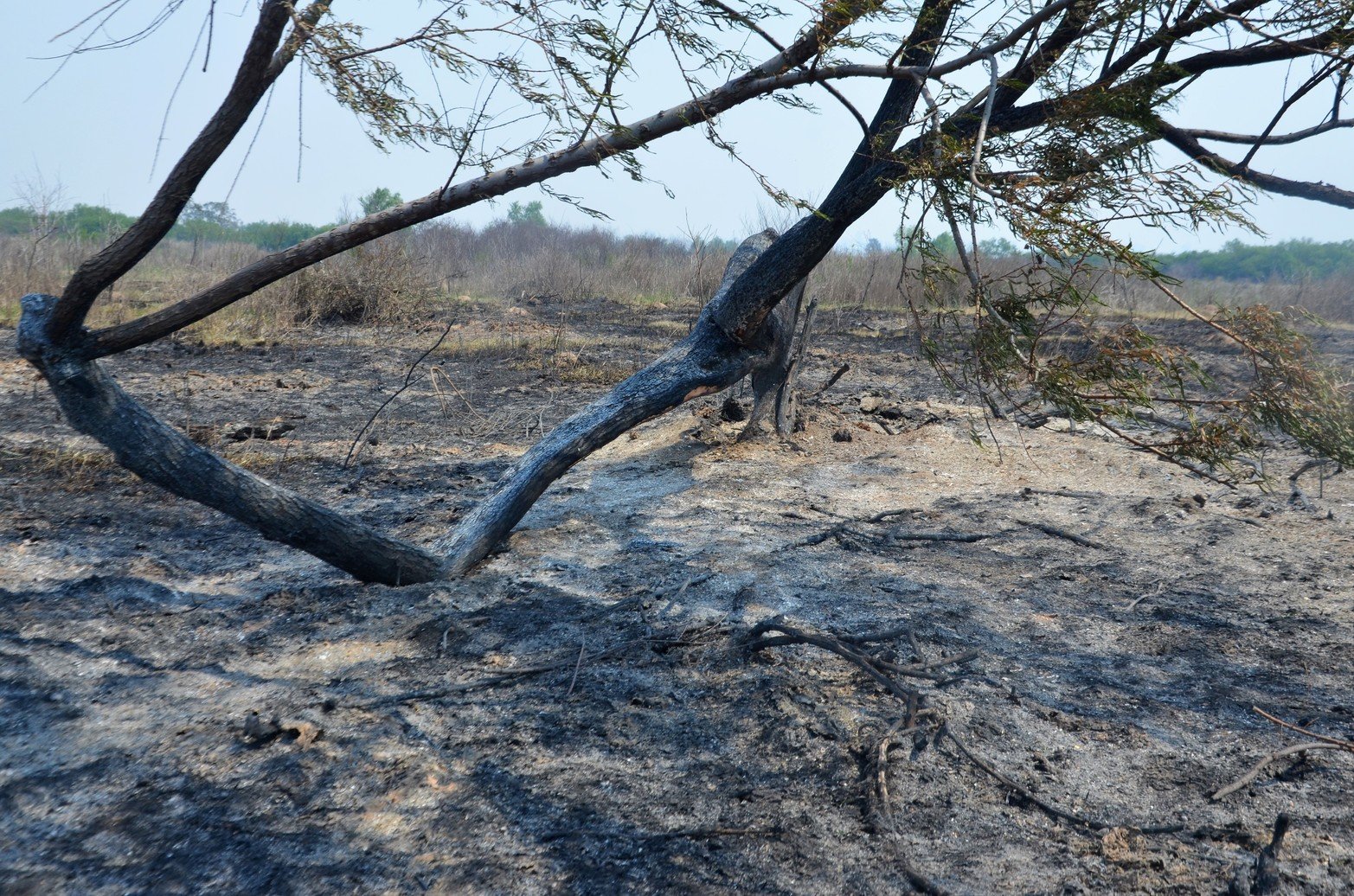 Tierras agrietadas, sin humedad y mucha ceniza, sin la vegetación que caracteriza a los humedales y los pocos árboles que quedaban en pie estaban quemados. Ese fue a primera vista el paisaje que se encontraron los investigadores del Conicet al recorrer Santa Cándida, la isla santafesina, ubicada en cercanías al Túnel Subfluvial.