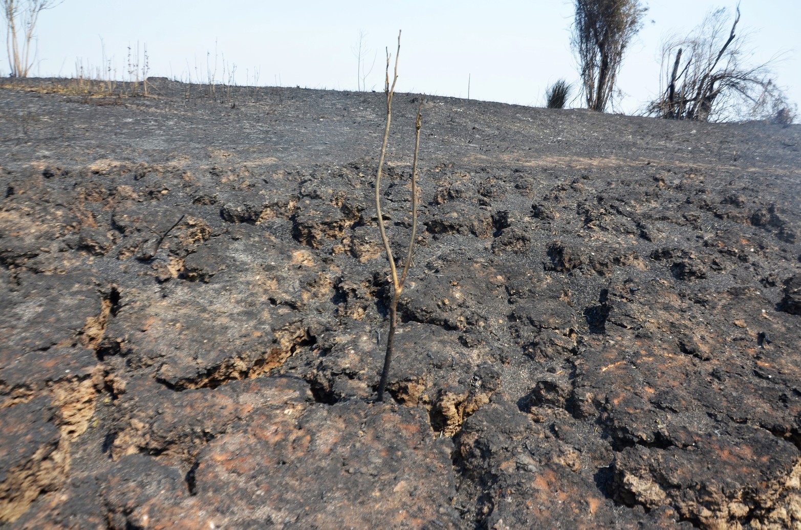 Tierras agrietadas, sin humedad y mucha ceniza, sin la vegetación que caracteriza a los humedales y los pocos árboles que quedaban en pie estaban quemados. Ese fue a primera vista el paisaje que se encontraron los investigadores del Conicet al recorrer Santa Cándida, la isla santafesina, ubicada en cercanías al Túnel Subfluvial.