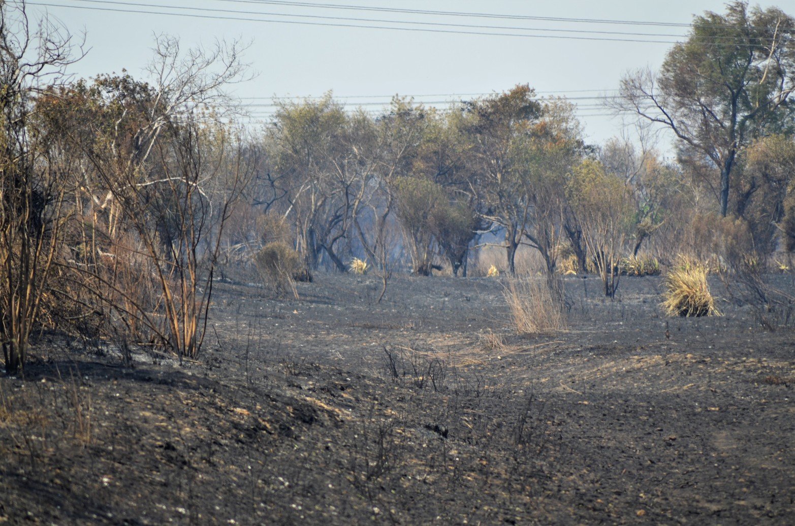 Tierras agrietadas, sin humedad y mucha ceniza, sin la vegetación que caracteriza a los humedales y los pocos árboles que quedaban en pie estaban quemados. Ese fue a primera vista el paisaje que se encontraron los investigadores del Conicet al recorrer Santa Cándida, la isla santafesina, ubicada en cercanías al Túnel Subfluvial.