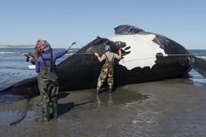 Se llevaron a cabo necropsias en 6 ballenas