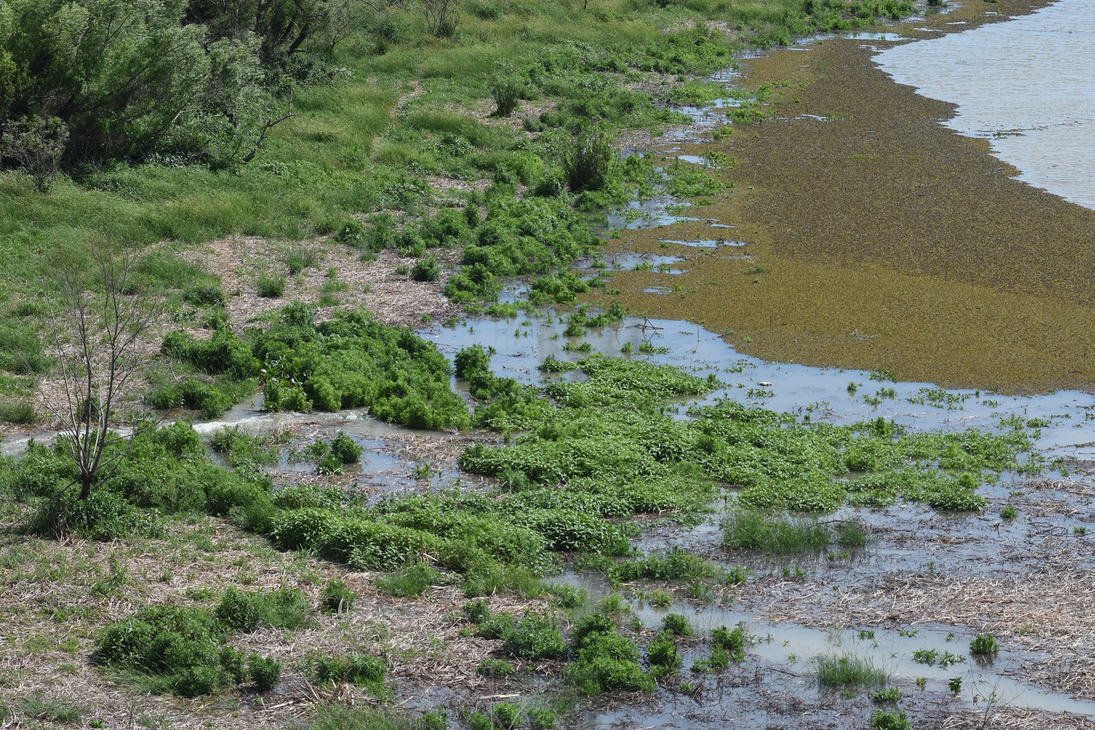 Con el repunte del río Paraná, las lagunas del valle de inundación comenzaron a tener agua nuevamente. Foto Mauricio Garín