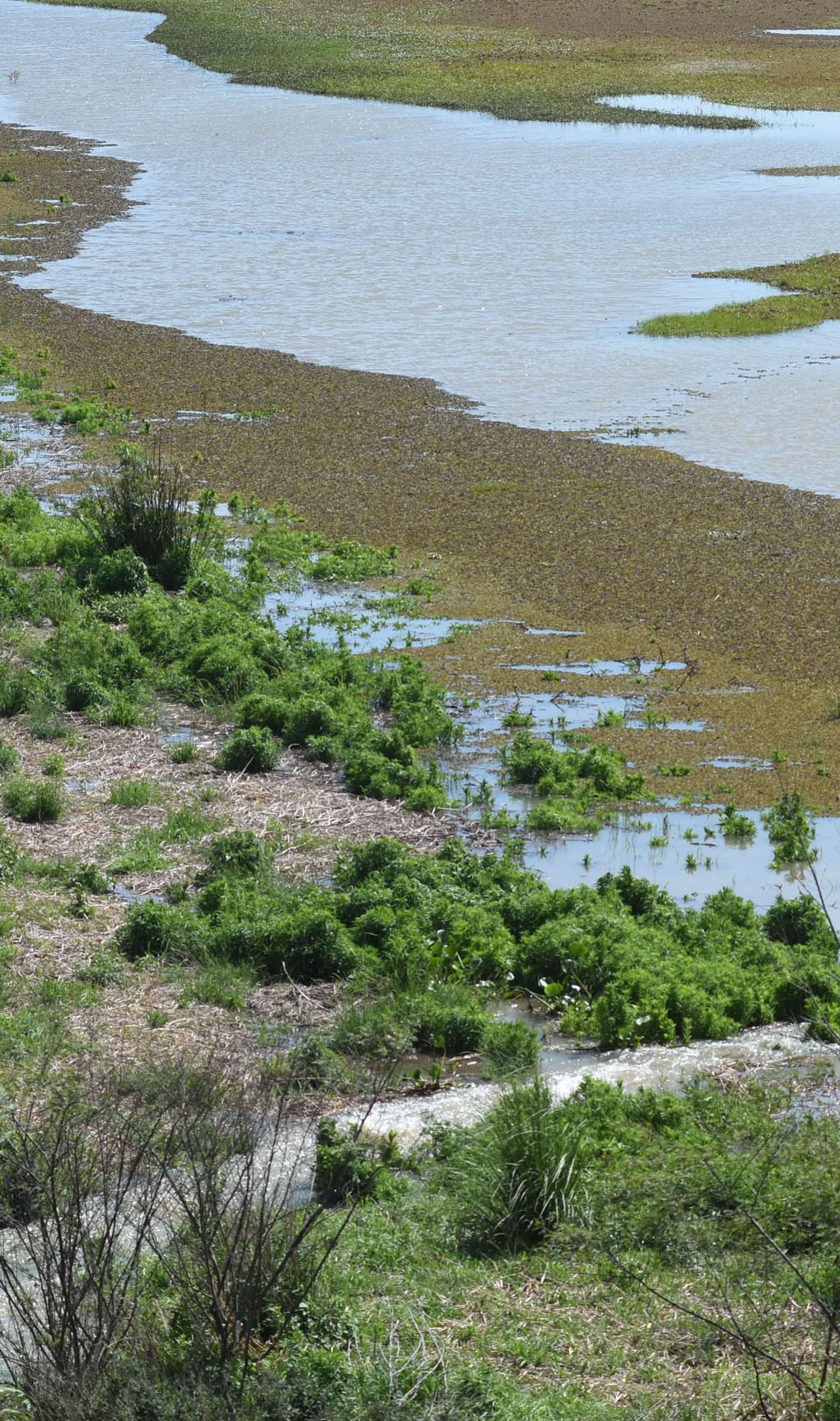 Con el repunte del río Paraná, las lagunas del valle de inundación comenzaron a tener agua nuevamente. Foto Mauricio Garín