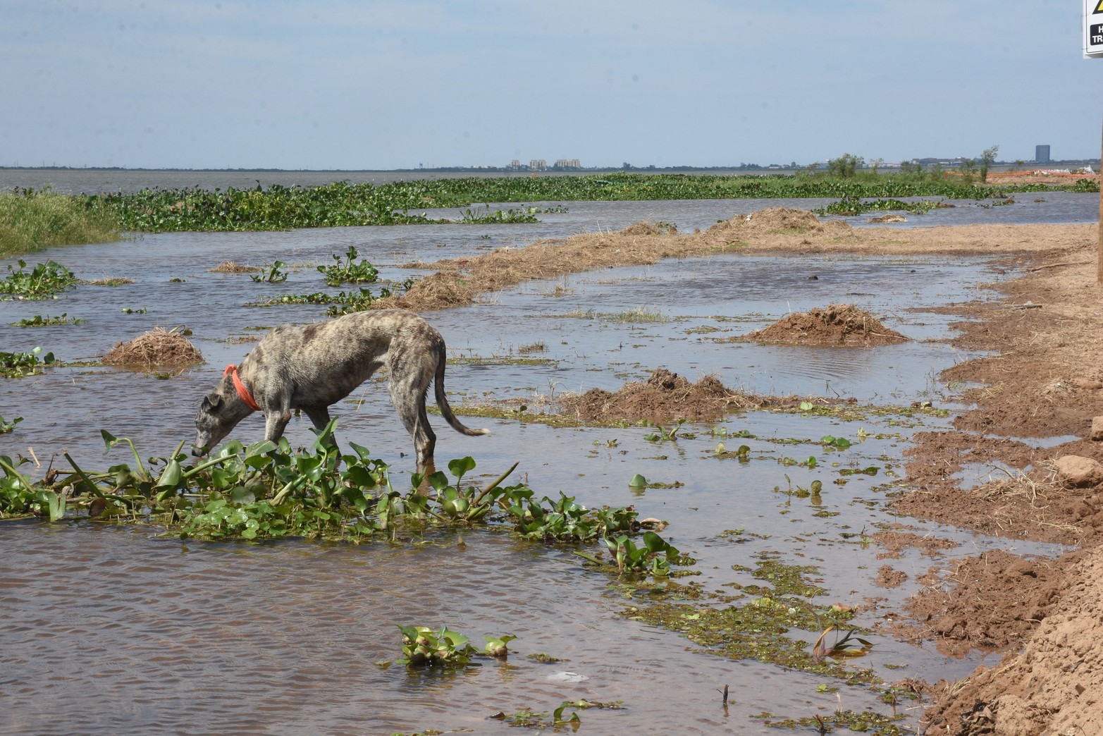 La creciente trae víboras y los perros ya lo sufren. Esta semana hubo cinco perros que fueron picados por la yarará. El repunte de la laguna provocó el desplazamiento de las serpientes y otras especies. A tener precaución. Desde entidades de animales piden colocar carteles advirtiendo este flagelo.    Guillermo Di Salvatore