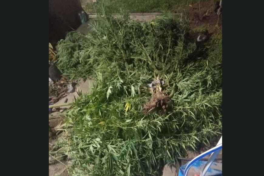 La policía halló en la casa del padre del chico material estupefaciente y plantas de marihuana.