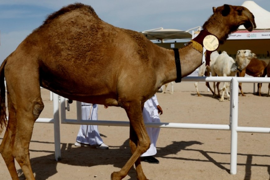 Camello en un concurso de belleza en plena realización de la Copa del Mundo en Qatar. Crédito: Suhaib Salem / Reuters