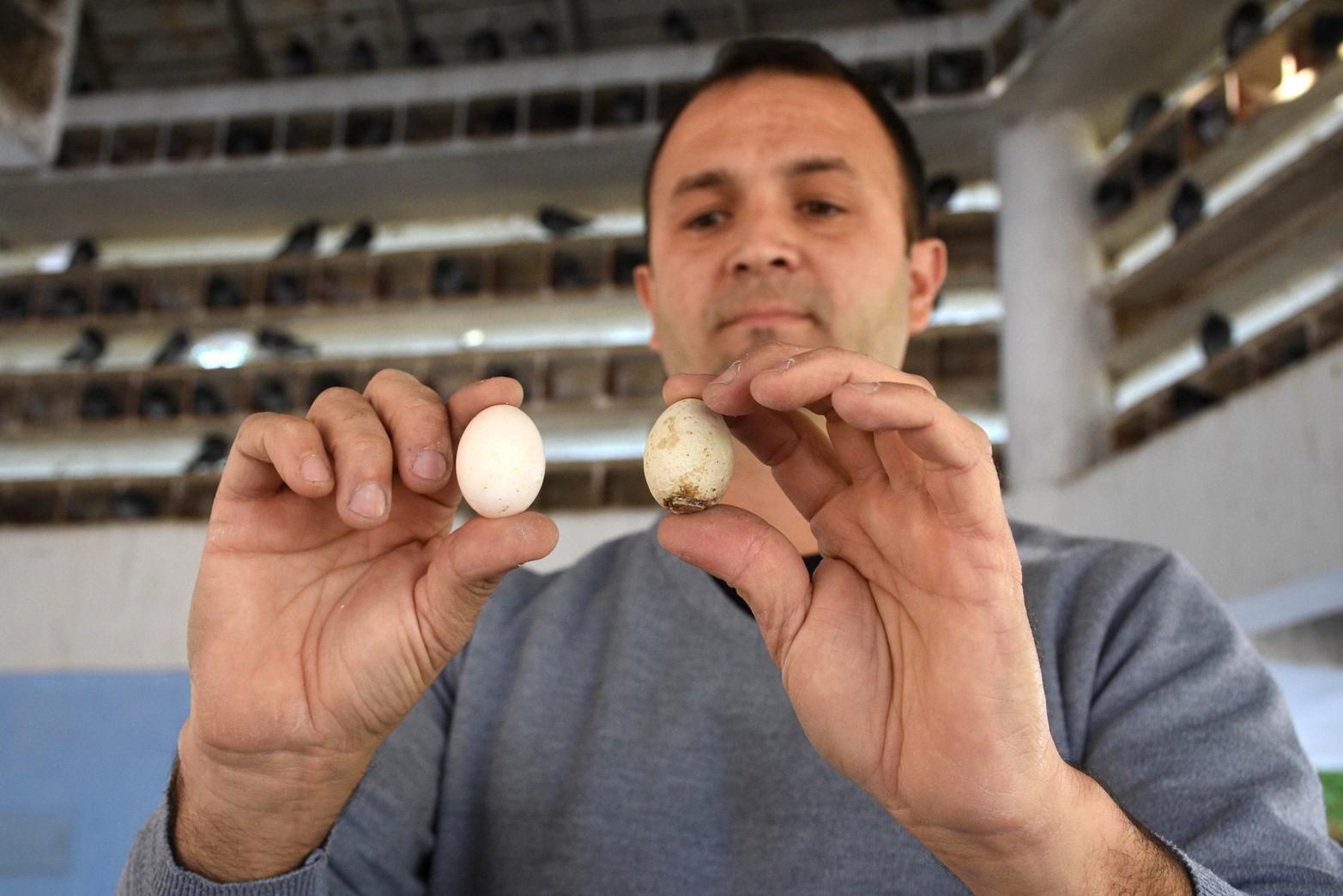 Método inédito en el Palomar. Huevos fértiles se sustituyen por otros de yeso para controlar la población de palomas. Con esta medida se hacía un “control ético” de las aves.