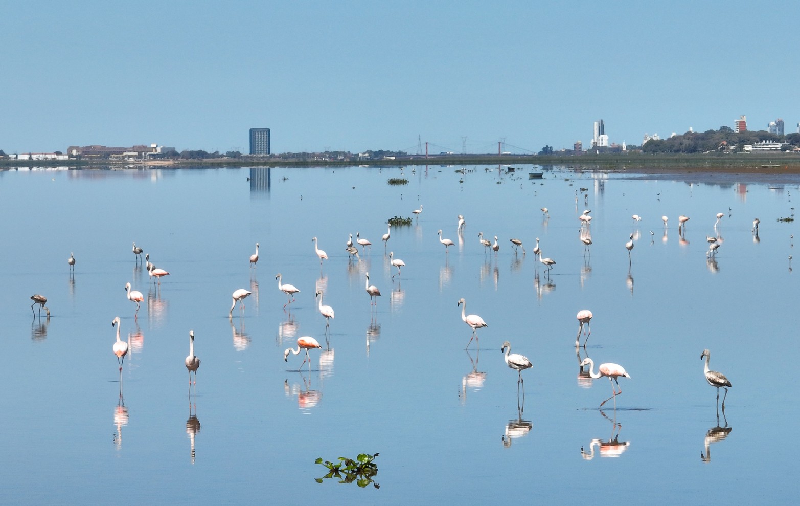 Los flamencos siguieron presentes en la laguna Setúbal. Con la pronunciada sequía y la bajante, visitaron en gran número el espejo de agua de la Setúbal en busca de alimento.