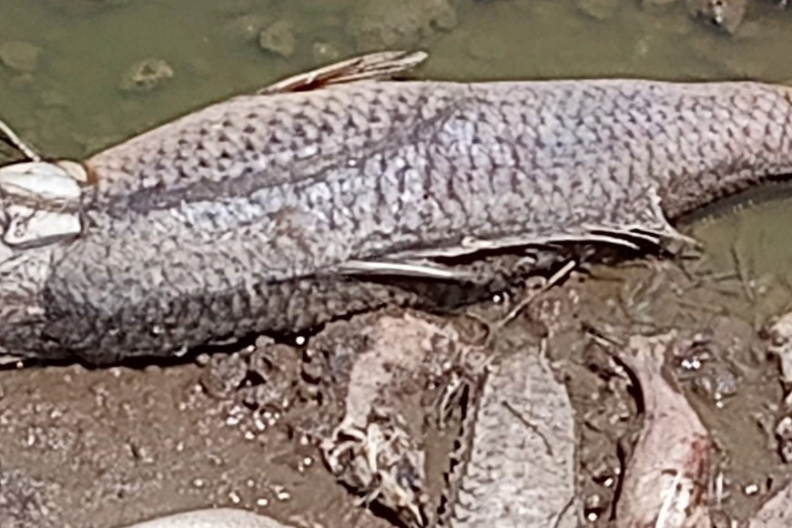 peces muertos villa cañas