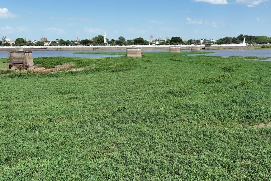 Un impresionante camalotal se asentó paulatinamente sobre la Costanera Néstor Kirchner.Créditos: Fernando Nicola