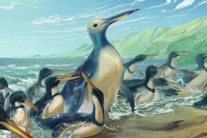 Un equipo de investigadores de Nueva Zelanda hallaron el fósil del pingüino más grande hasta ahora descubierto.