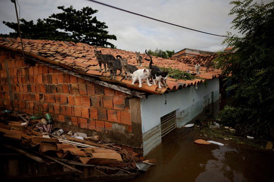 Cats are seen on the roof of flooded houses during floods caused by heavy rain in Imperatriz, Maranhao state, Brazil January 6, 2022. REUTERS/Ueslei Marcelino