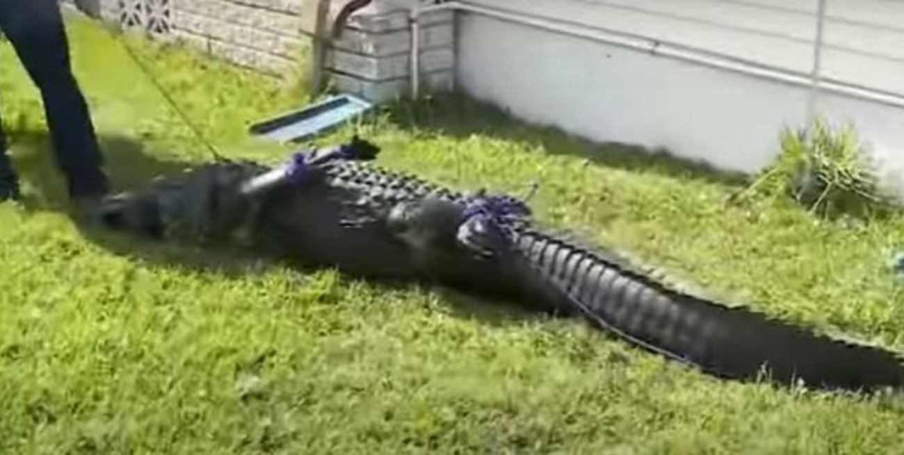 Video: una mujer de 85 años murió tras ser atacada por un caimán en Florida  - El Litoral