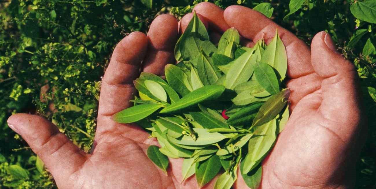 Colombia Y Bolivia Pediría A La ONU Que Elimine A La Hoja De Coca De La ...