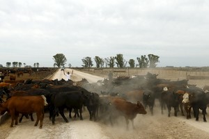 A rural worker herds livestock into a corral inside a cattle feedlot in Magdalena, south of Buenos Aires January 14, 2016. Argentina could as much as double its beef shipments in the next two years, rebuilding its presence in the global marketplace, after the new center-right government scrapped export taxes and quotas on the red meat, meat industry groups said. Exports of world-famous Argentine steaks tumbled in past years, largely due to the trade controls imposed by the former left-leaning government which designed to keep local butchers well supplied and surpress prices. Picture taken January 14, 2016. REUTERS/Enrique Marcarian buenos aires magdalena  ganado vacuno en feedlot en estancia en magdalena ganado vacuno vacas