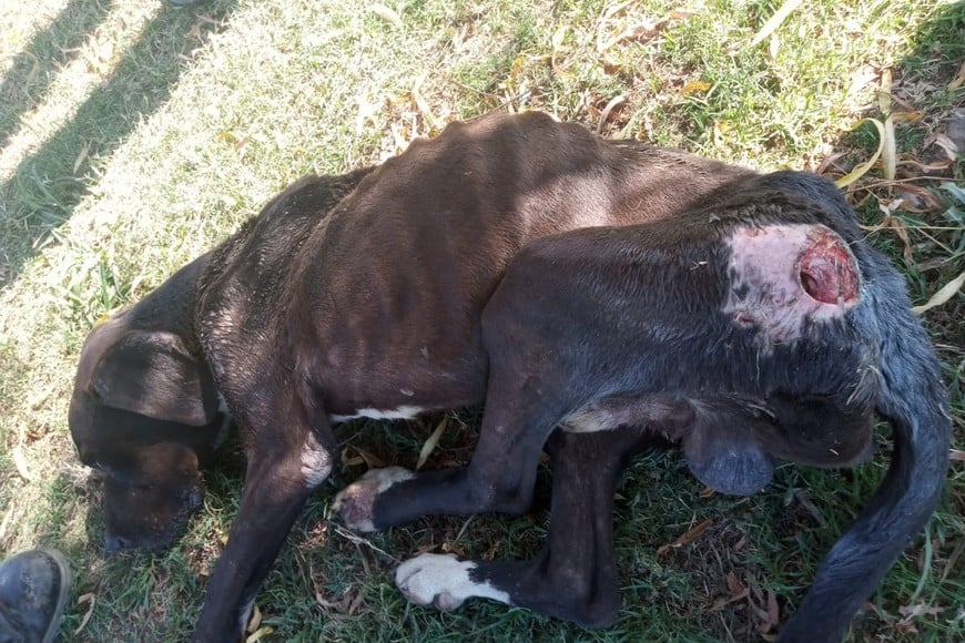 El perro y sus lastimaduras. Gentileza.