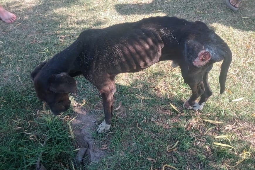 El perro y sus lastimaduras. Gentileza.