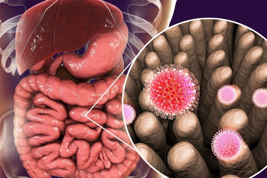 El sistema inmune está relacionado tanto al gastrointestinal como al respiratorio