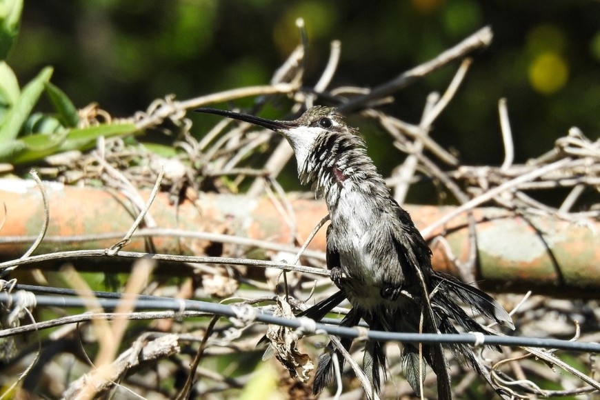 El colibrí hembra Esperanza.