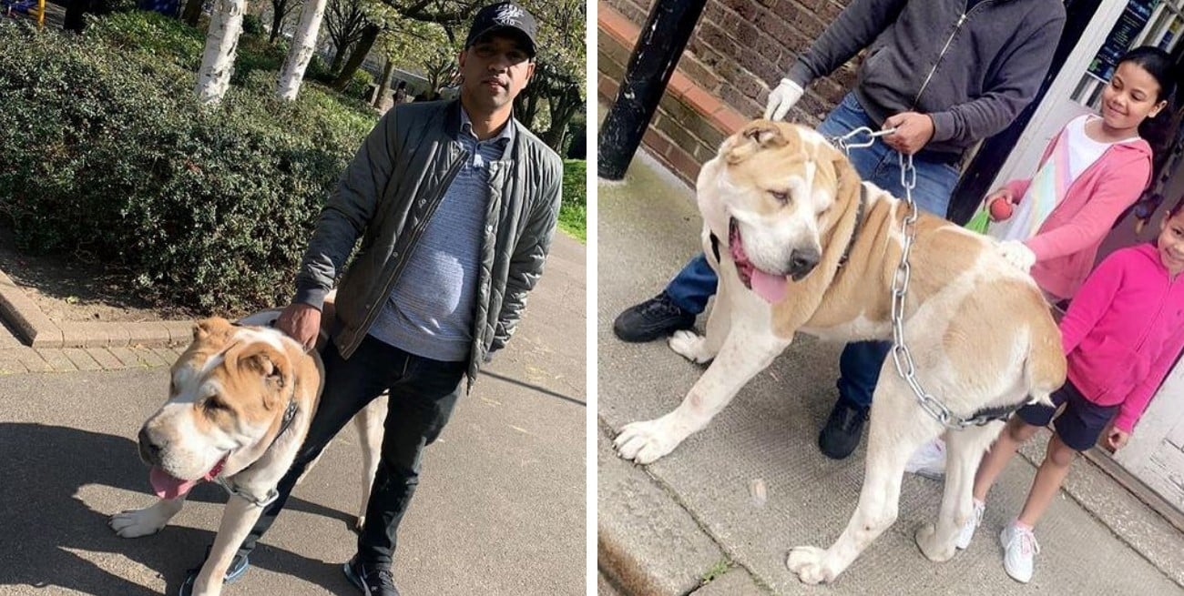 Kenzo el perro gigante de 2 metros que sorprende en Londres y se