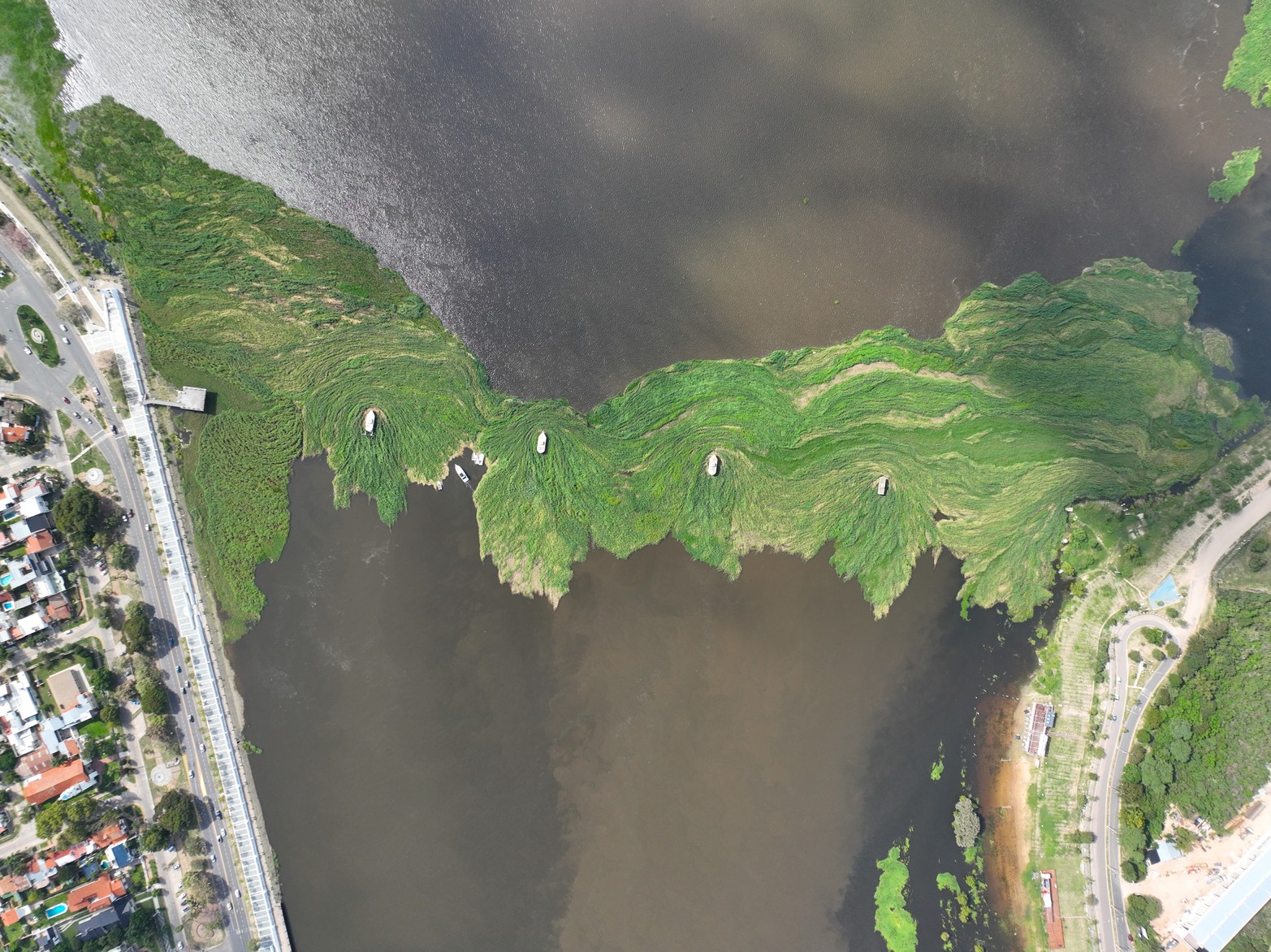 La vegetación acuática se instaló en donde están los viejos pilotes del puente ferrocarril que supo atravesar la laguna para llegar al desaparecido puerto de Colastiné y San José del Rincón.