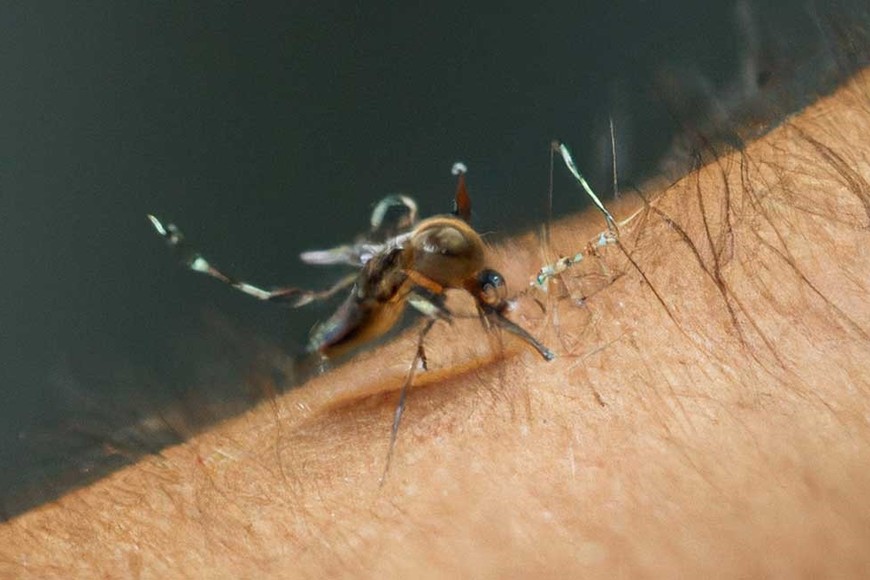 Dengue