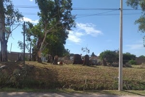 Uno de los estafados estaba talando árboles de la tierra que compró y se enteró que los dueños eran otros. Crédito: El Litoral.