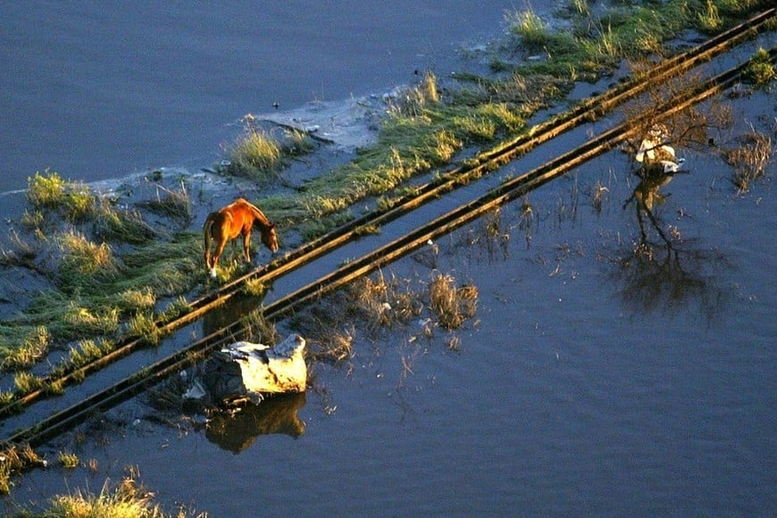 Caballos alimentándose luego de que escurriera un gran caudal de agua. Crédito: AFP / Archivo El Litoral