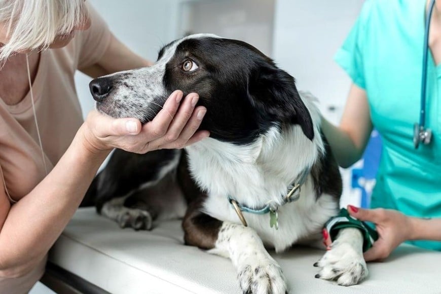 Las mascotas como perros y gatos, entre otros, por sus características de mansedumbre y fidelidad se han ganado un lugar de cariño en muchas familias. Nos regalan su compañía, su alegría. Tratarlas bien, y a la vez ser responsables con su cuidado, es respetar sus características de comportamiento y necesidades propias de su especie.