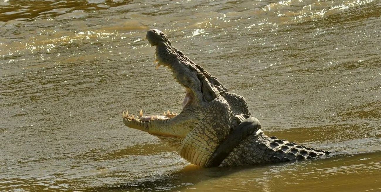 Australia: encuentran restos humanos en el estómago de un cocodrilo - El  Litoral