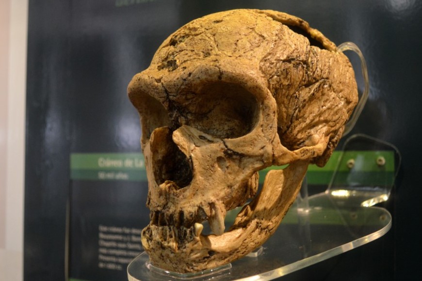 Cráneo de neandertal de la colección del Museo de La Plata utilizado para el estudio. Crédito: CONICET