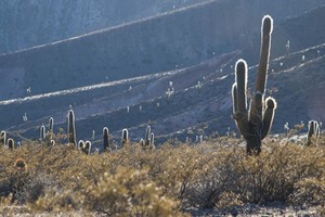 El trágico episodio le costó la vida al intendente del Parque Nacional Los Cardones. Crédito: InicioMinisterio de Ambiente y Desarrollo Sostenible.