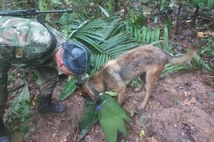 A soldier and a dog take part in a search operation for child survivors from a Cessna 206 plane that had crashed in the jungle more than two weeks ago, in Caqueta, Colombia May 17, 2023. Colombian Air Force/Handout via REUTERS  ATTENTION EDITORS - THIS IMAGE WAS PROVIDED BY A THIRD PARTY. MANDATORY CREDIT. NO RESALES. NO ARCHIVES