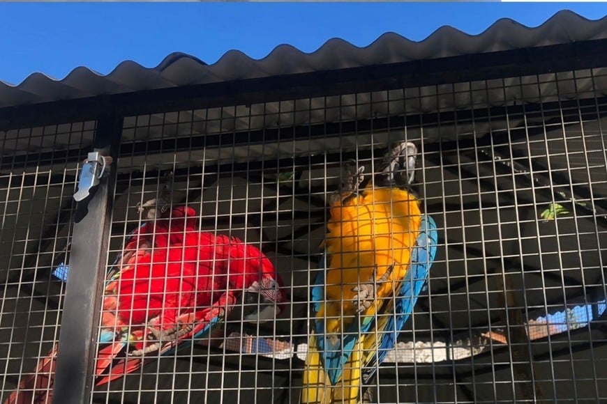 Las aves rescatadas quedaron a resguardo de la Secretaría de Flora y Fauna del Ministerio de Desarrollo Agrario.