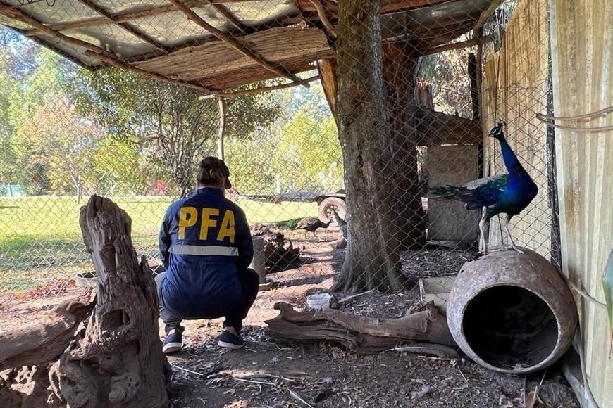 La Policía Federal rescató 19 aves en peligro de extinción.