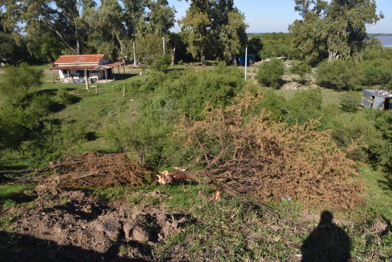 Poner el riesgo el talud del puente. Se usó el método de destroncar los árboles generando pozos sobre el terraplén del puente.