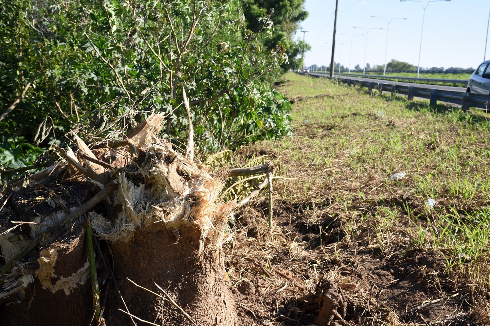 El ombú fue "comido" por una máquina para poder cortar sus ramas. Una manera poco habitual para podar un árbol. 