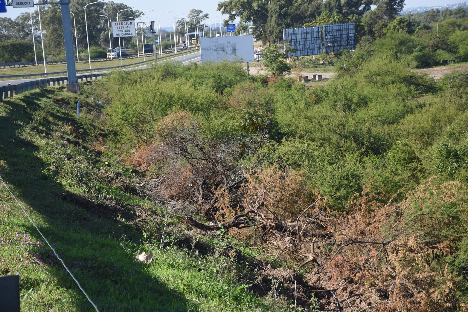 En el terraplén este del puente sobre el río Colastiné destroncaron varios espinillos poniendo el riesgo de erosión la base del talud. 