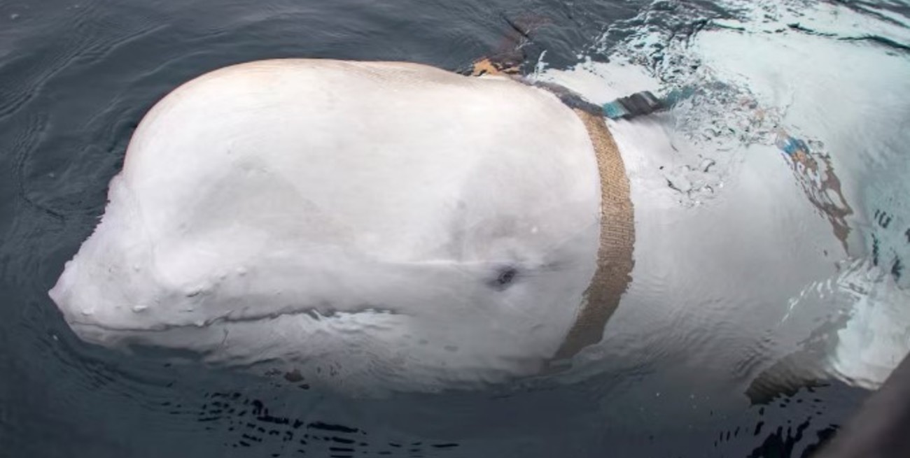 Noruega asegura que una "beluga espía" rusa fue vista cerca de las costas de Suecia