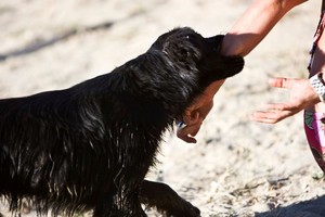 Las mordeduras de perro son la agresión más común de animales a personas.